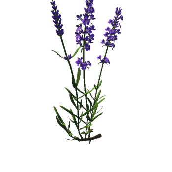 Flower  Lavandula 1